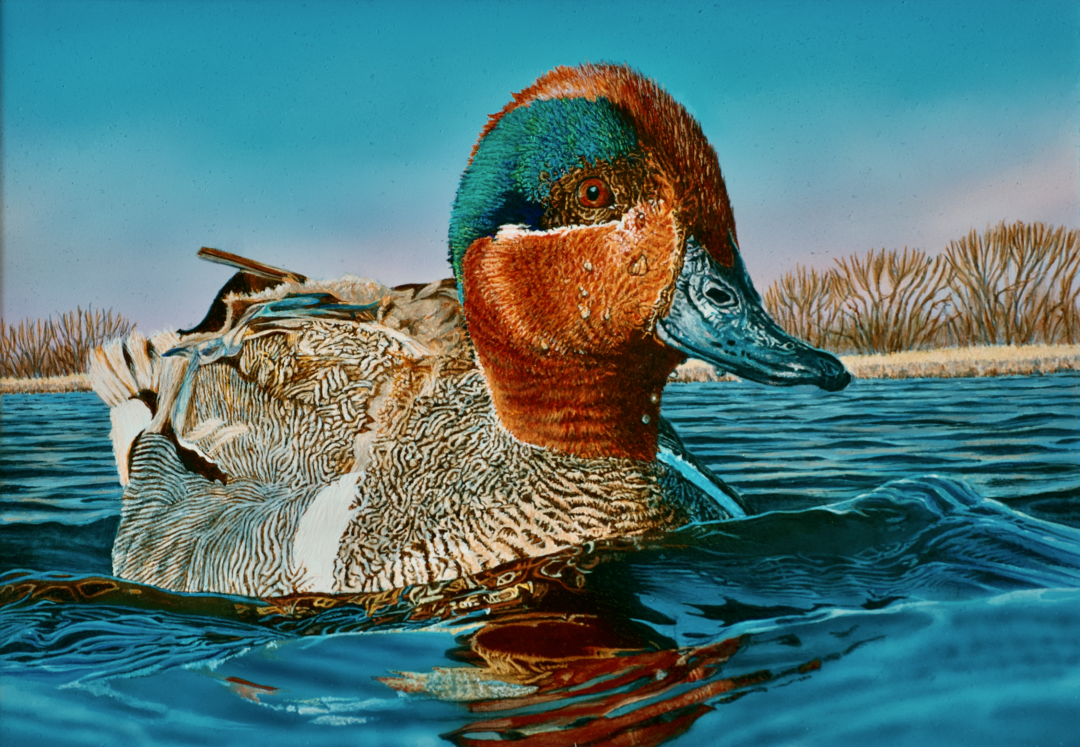 2022 Federal Duck Stamp by Miles Bendixson