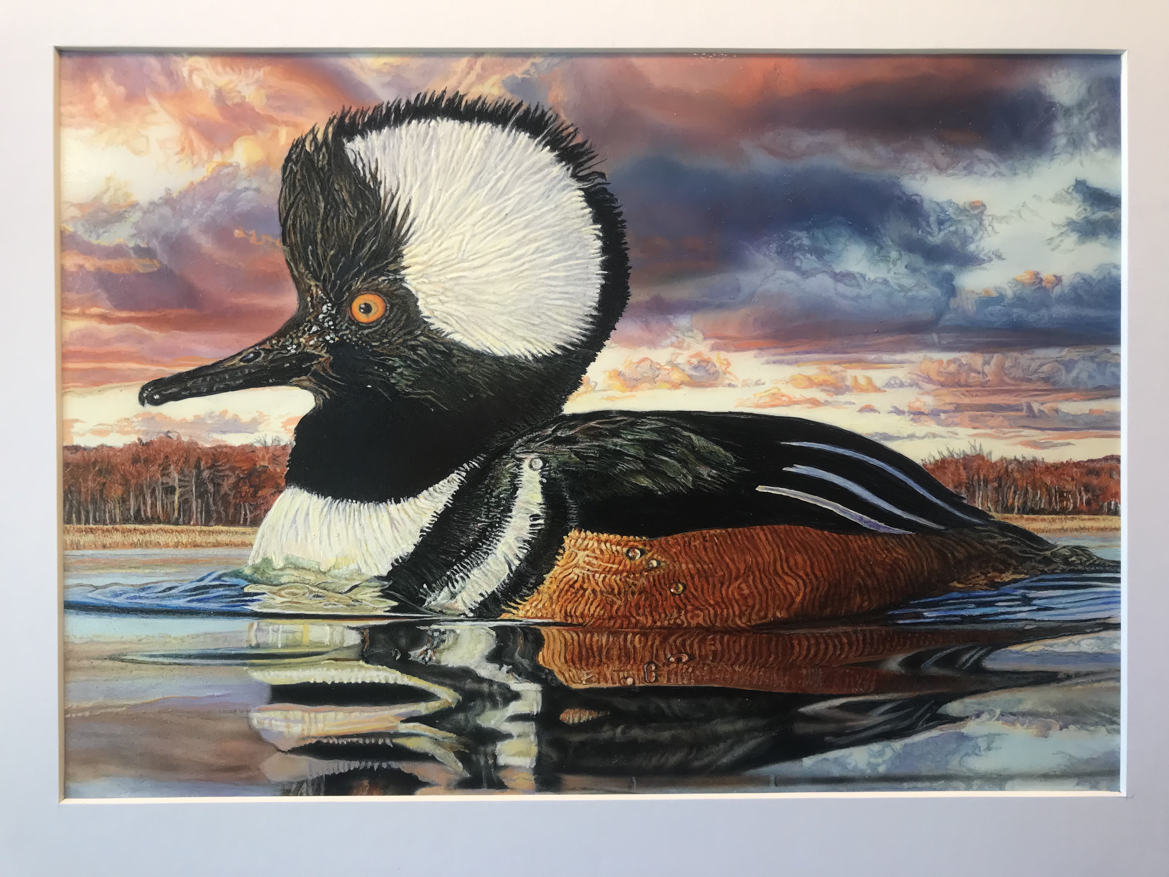Hooded Merganser